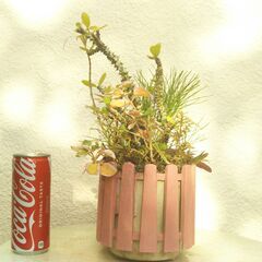 マツバランとハナキリンの画像