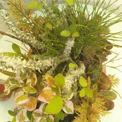 マツバランとハナキリンの画像