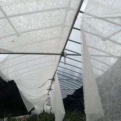 ビニールハウス31.8mm太さ美品長さ14間の画像