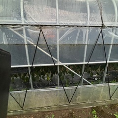 ビニールハウス31.8mm太さ美品長さ14間の画像