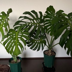 観葉植物いろいろ
