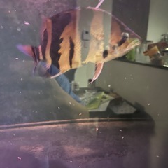 ダトニオ　プラスワンの画像