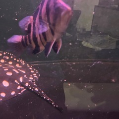 ダトニオ　プラスワンの画像