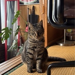 キジトラ　オス　6ヶ月 - 鹿児島市