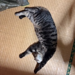 キジトラ　オス　6ヶ月 - 猫