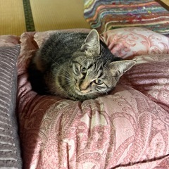 キジトラ　オス　6ヶ月