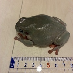 イエアメガエル　ブルーアイ♀の画像