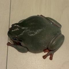 イエアメガエル　ブルーアイ♀の画像