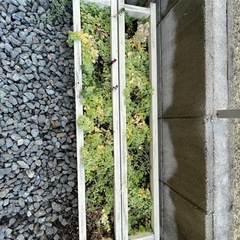 多肉　寄せ植え　鉢付きの画像