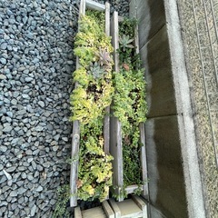 多肉　寄せ植え　鉢付きの画像