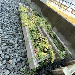 多肉　寄せ植え　鉢付きの画像