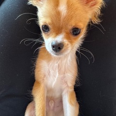 【急募】8ヶ月のチワワです。