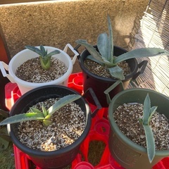 アガベ　子株の画像