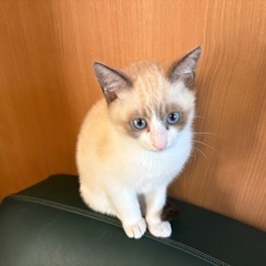 子猫⭐︎少しシャム猫っぽいです！青い目が可愛いですよ