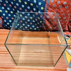 30cmキューブ水槽の画像