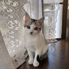 子猫、2ヶ月半です！オスです！