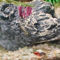 【現在取引中です】60cm水槽一式（生体・水込み）お譲りします【飼育経験のある方希望】の画像