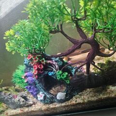 【現在取引中です】60cm水槽一式（生体・水込み）お譲りします【飼育経験のある方希望】の画像