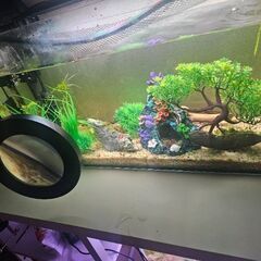 【現在取引中です】60cm水槽一式（生体・水込み）お譲りします【飼育経験のある方希望】の画像