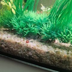 【現在取引中です】60cm水槽一式（生体・水込み）お譲りします【飼育経験のある方希望】の画像