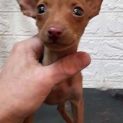 ミニチュアピンシャー