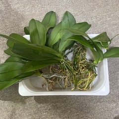 胡蝶蘭　6株　板付けや苔玉に！