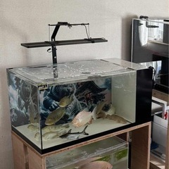 水槽の画像