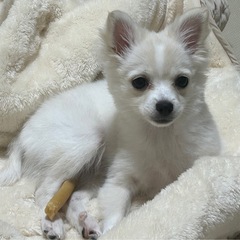 3ヶ月小型犬ミックス女の子