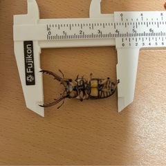 【２頭】カスタネウスノコギリクワガタの画像