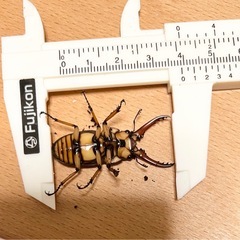 【２頭】カスタネウスノコギリクワガタの画像