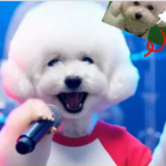 【土日祝メイン／学生OK】トリマー アルバイト・パート｜ドッグサロンソレイユの画像