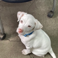 子犬3ヶ月　オス