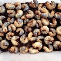 子供限定　
カブトムシ幼虫　無料　　　の画像