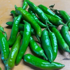 唐辛子　とうがらし　香川本鷹　100g100円　生の画像