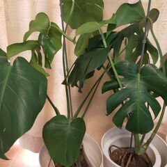 モンステラ　肥料不要の画像
