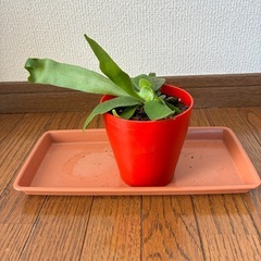 コウモリランの画像