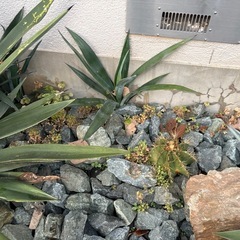 アガベ　ユッカ　芽株5から10株の画像