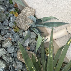 アガベ　ユッカ　芽株5から10株の画像