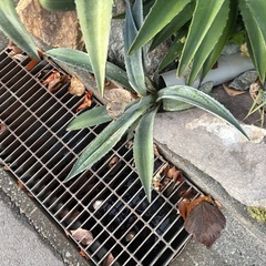 アガベ　ユッカ　芽株5から10株の画像