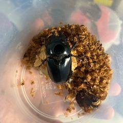 タランドゥスオオツヤクワガタ　ペア2セットの画像