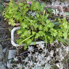 植物 プランターの画像