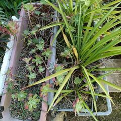 植物 プランターの画像