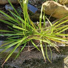 植物 プランターの画像