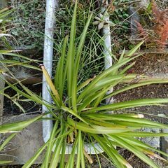 植物 プランターの画像