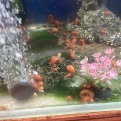 レッドラムズホーンの画像