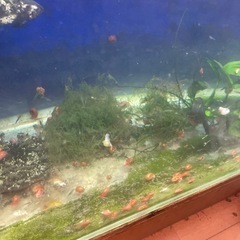 レッドラムズホーンの画像