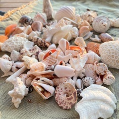 18日中の限定！美しい貝殻とアイアンとガラスのオブジェの画像