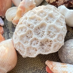 18日中の限定！美しい貝殻とアイアンとガラスのオブジェの画像