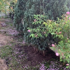 タイム抜き苗の画像