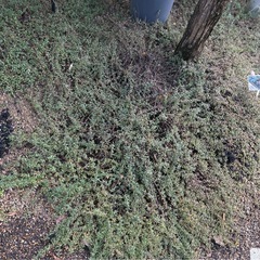 タイム抜き苗の画像